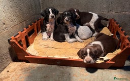 Mixed Breed dogs for sale: 2 gorgeous black Sprollie x Pointer girls - Image 6