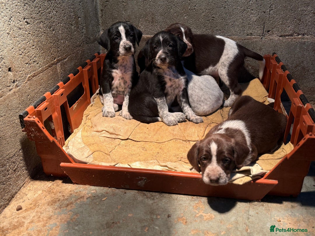 Mixed Breed dogs for sale: 2 gorgeous black Sprollie x Pointer girls - Image 6