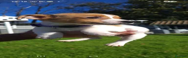 Jack Russell 2