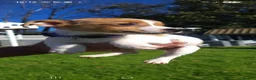 Jack Russell dogs for sale: Beautiful Jack Russell puppies - Advert 6