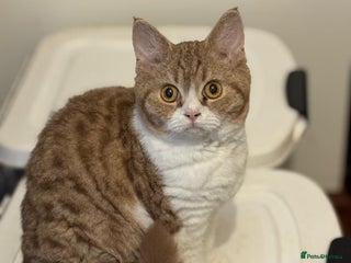 Selkirk Rex cats Selkirk Rex shorthair kittens - Advert 18