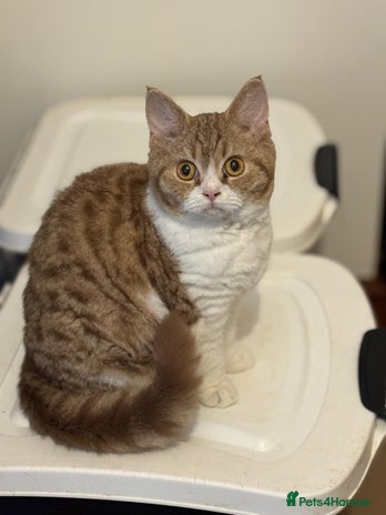 Selkirk Rex cats Selkirk Rex shorthair kittens - Advert 1