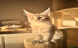 Maine Coon cats for sale: Maine coon polydactyl kittens DNA clear  - Image 4