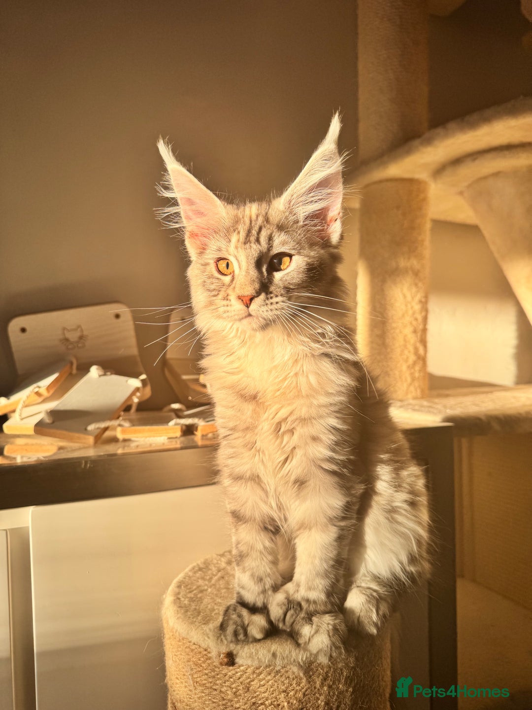 Maine Coon cats for sale: Maine coon polydactyl kittens DNA clear  - Image 4