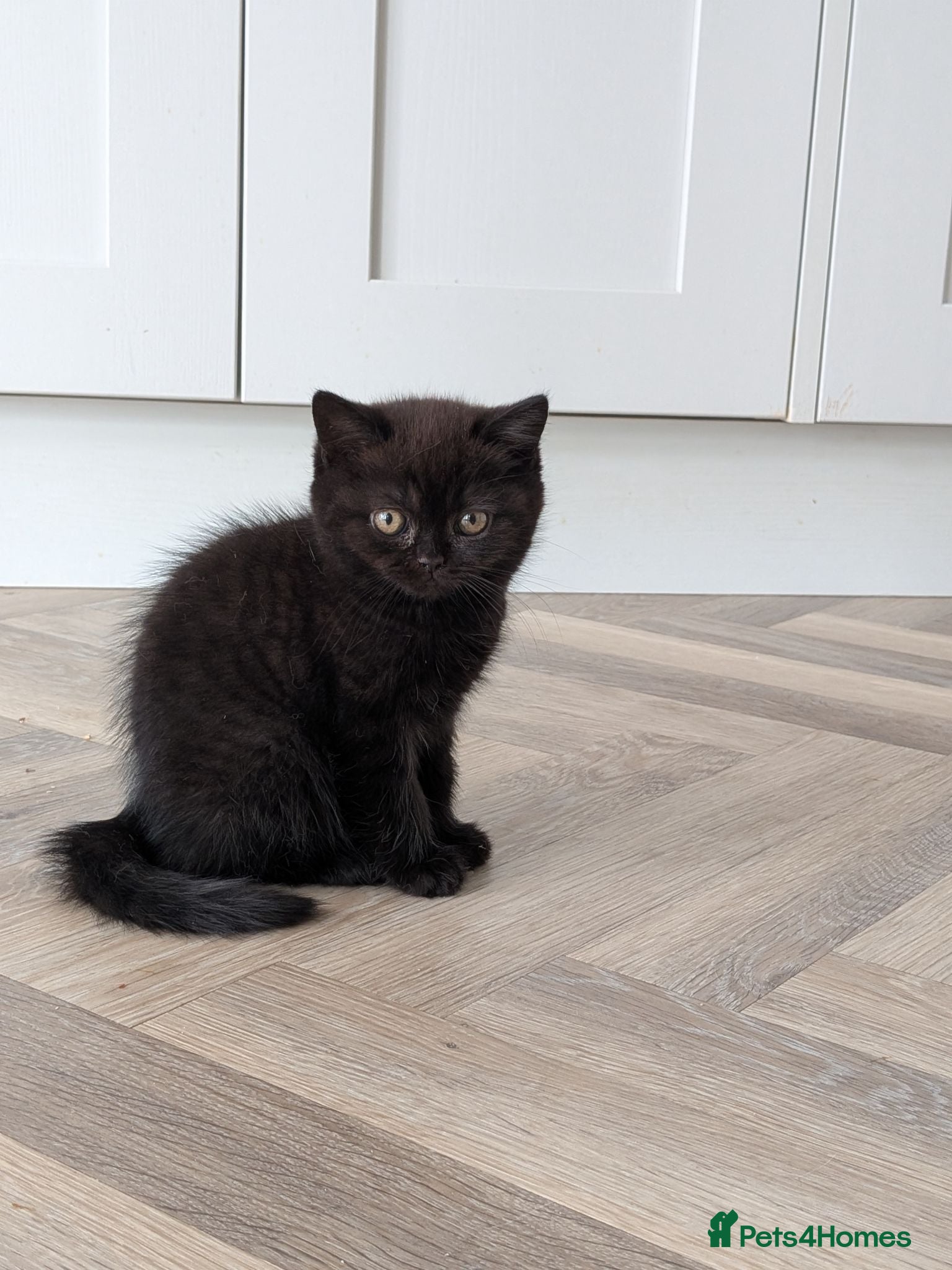 British Shorthair cats GCCF registered Kittens champion bred - Advert 2
