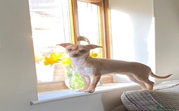 Mixed Breed dogs for sale: Looking for a forever home  - Image 3