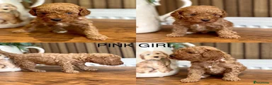 Pink girl