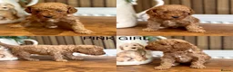 Cockapoo dogs for sale: READY TO LEAVE. LAST GIRL AVAILABLE  - Advert 16