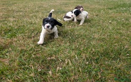 English Springer Spaniel dogs for sale: 8week old springer spaniels - Image 6
