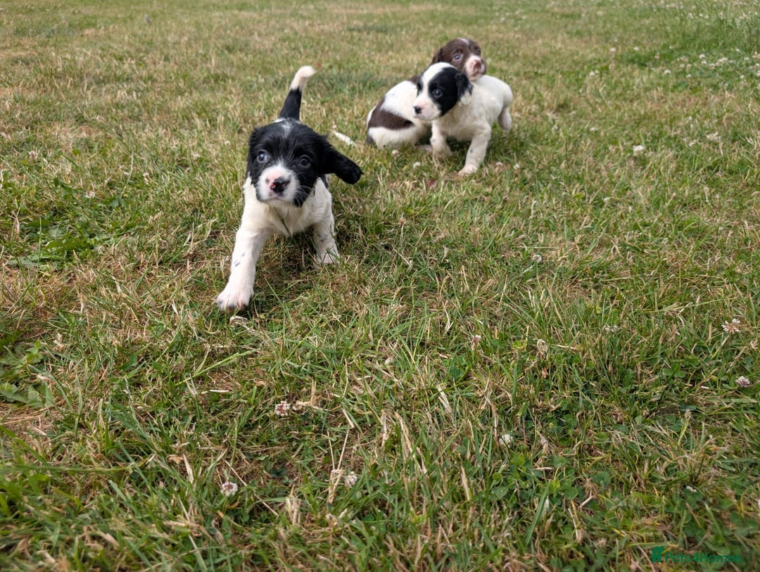 English Springer Spaniel dogs for sale: 8week old springer spaniels - Image 6