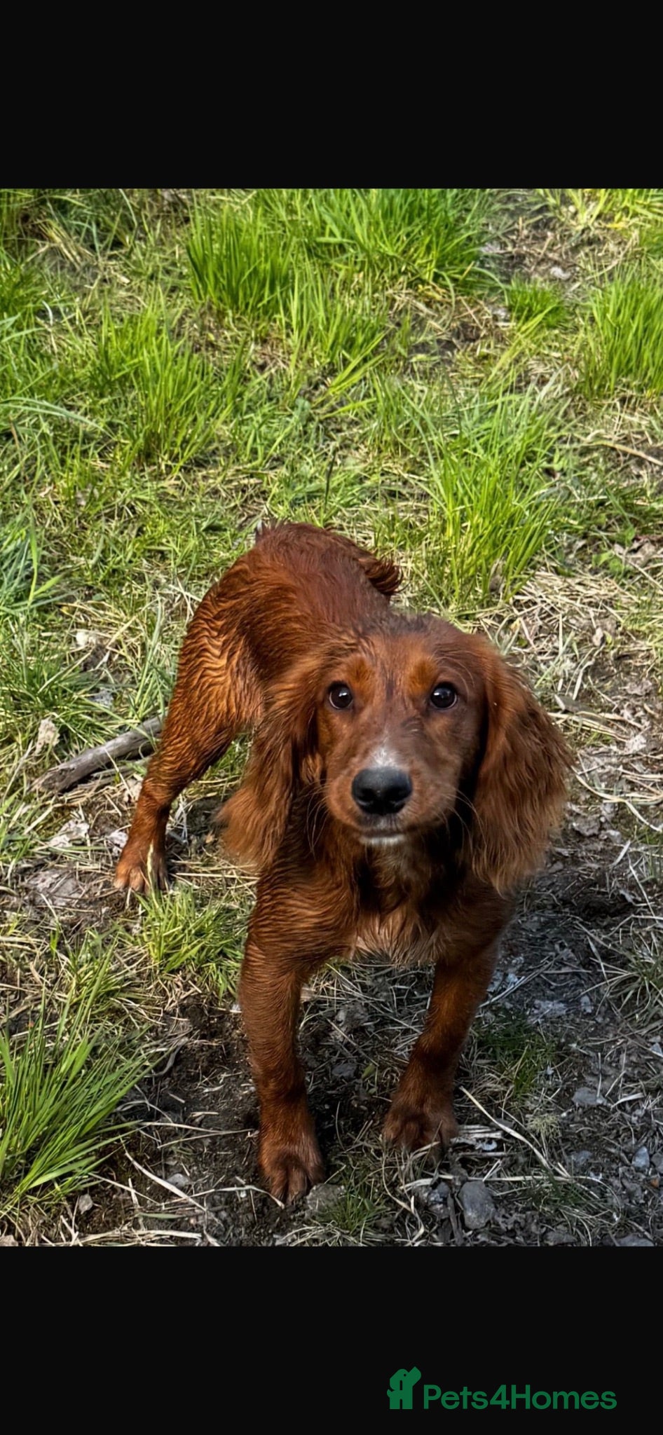 Cocker Spaniel dogs Beautiful Part Trained Red Cocker - Advert 2