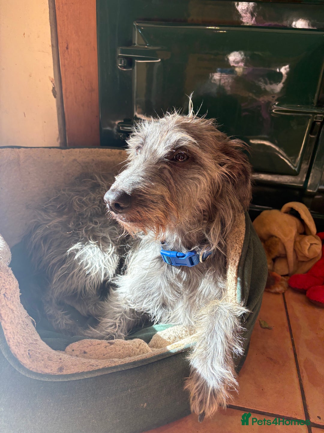 Mixed Breed dogs for sale: Bedlington whippet puppies  - Advert 14