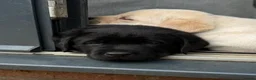 Labrador Retriever dogs for sale: Chunky Show Type Black Boy Labrador Puppy - Advert 5