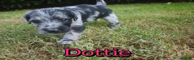 Dottie