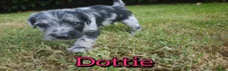Mixed Breed dogs for sale: Loving Parsons Russell Cross Puppies  - Advert 19