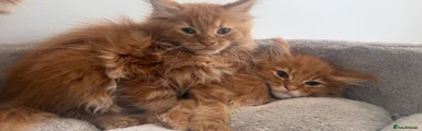 Maine Coon 5