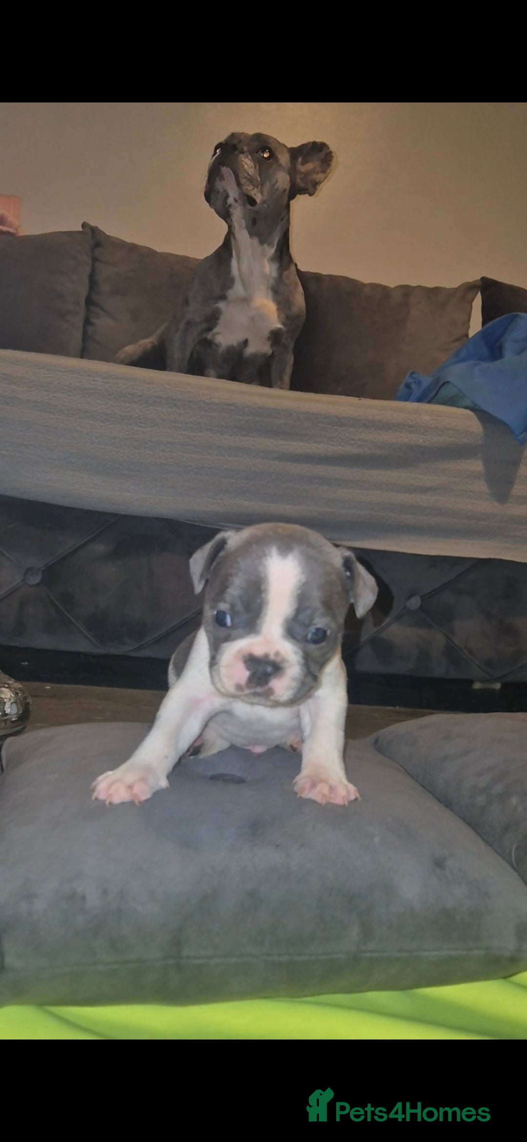 French Bulldog dogs for sale: DWKC beautiful French bulldogs prices negotiable - Advert 23