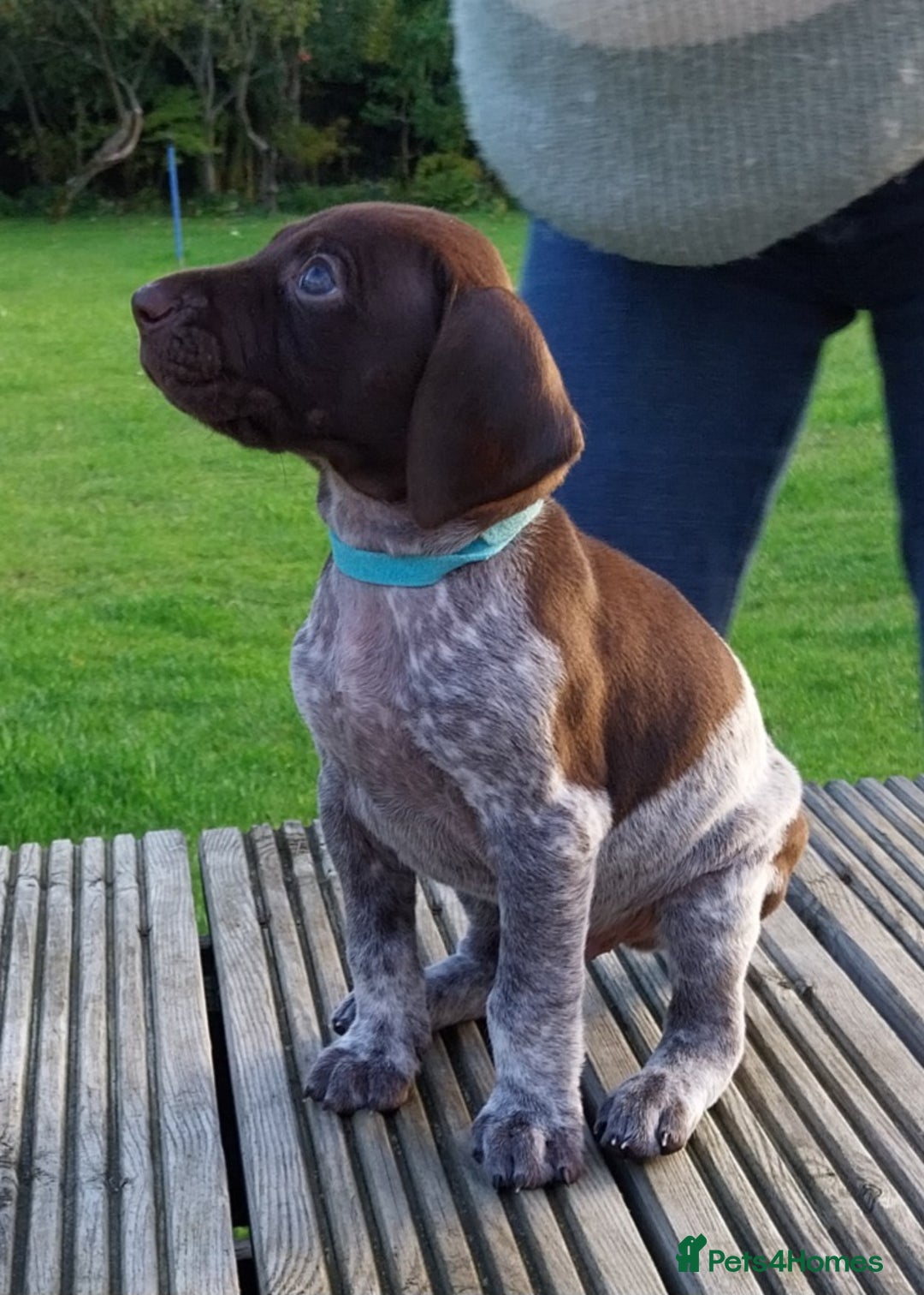 German Shorthaired Pointer dogs for sale: Amazing male GSP Puppy.  Available 5th Oct. - Image 1