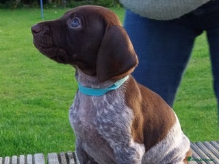 German Shorthaired Pointer dogs - Advert 5