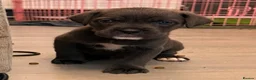 Cane Corso dogs for sale: X-Man Bloodline, Pedigree Cane Corso Puppies - Advert 28