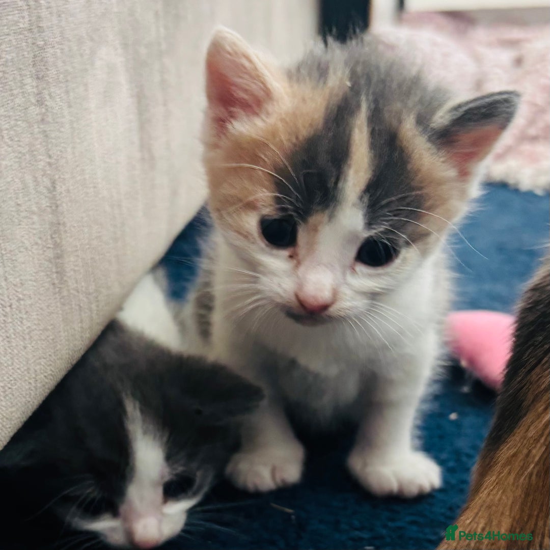 Mixed Breed cats for sale: Gorgeous kittens  - Image 12