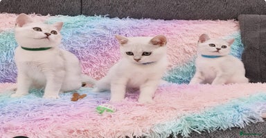 British Shorthair cats - Advert 14
