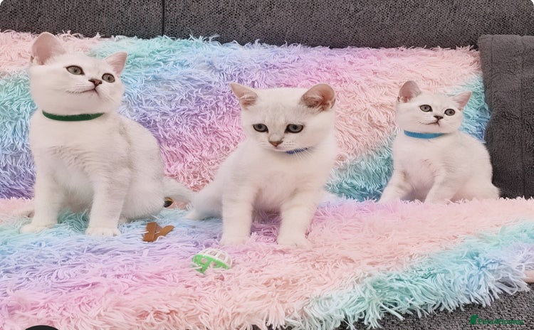 British Shorthair cats - Advert 13