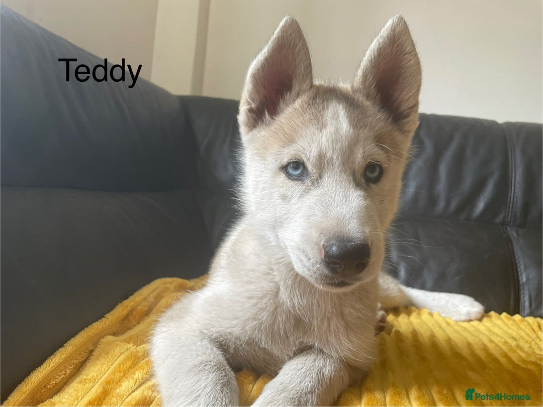 Siberian Husky dogs for sale: Siberian Husky puppies ❤️ - Image 15