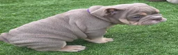 English Bulldog dogs for sale: Rare opportunity- grandpups of Burleybullz Nemesis - Advert 8