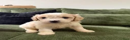 Cavachon dogs for sale: 💕 READY NOW VACCINATED  - Advert 14