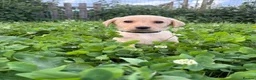 Labrador Retriever dogs for sale: Labrador pups ready to go Friday  - Advert 12