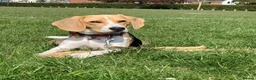 Beagle dogs for sale: Beautiful tricolour beagle puppies. in Taunton - Advert 2