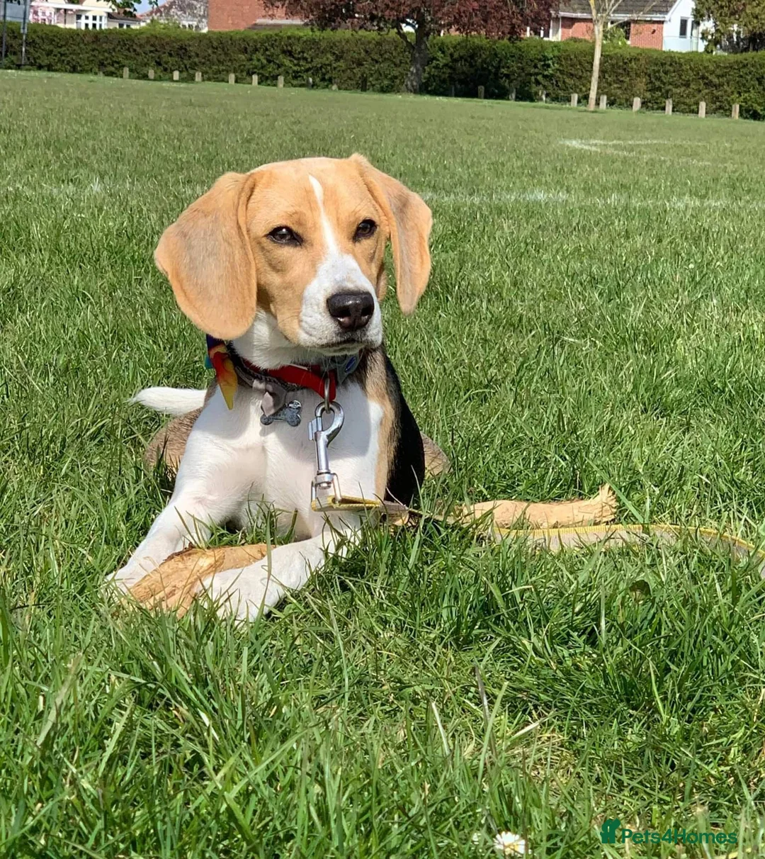 Beagle dogs for sale: Beautiful tricolour beagle puppies. in Taunton - Advert 2
