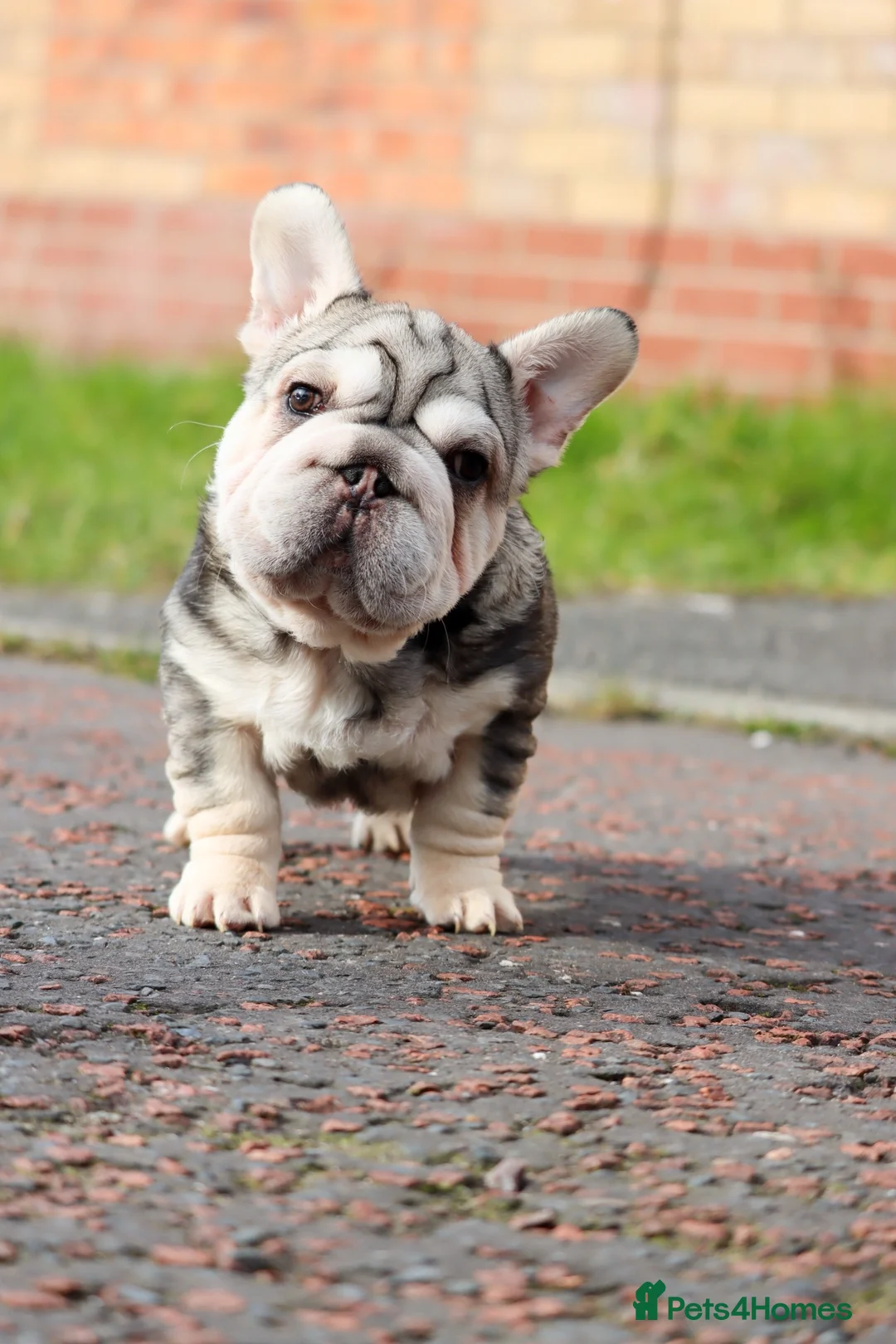 French Bulldog dogs for stud: Daddy Wolf EA husky French bulldog - Advert 2