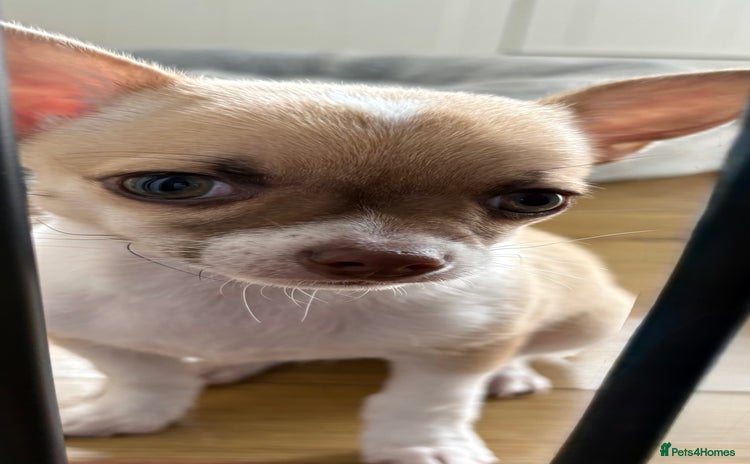 Chihuahua dogs - Advert 4