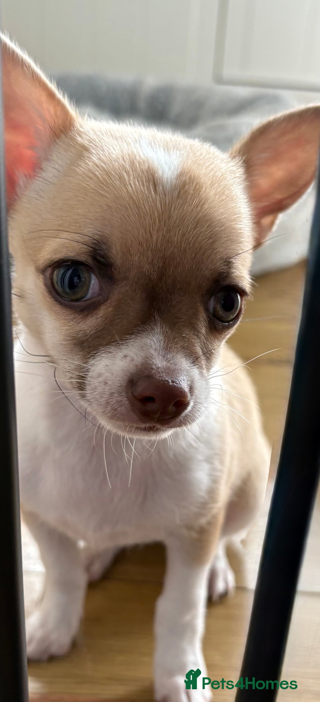 Chihuahua dogs for sale: Chihuahua puppy  - Image 1