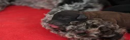 Miniature Poodle dogs for sale: Beautiful miniature poodle puppies  - Advert 16