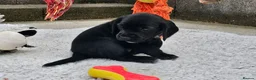 Bocker dogs for sale: Beautiful Bocker Pups - Ready 14.09.26 in Thirsk - Advert 32