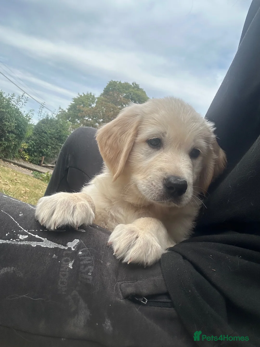Golden Shepherd dogs for sale: golden retriever x golden shepherd puppies   - Advert 2