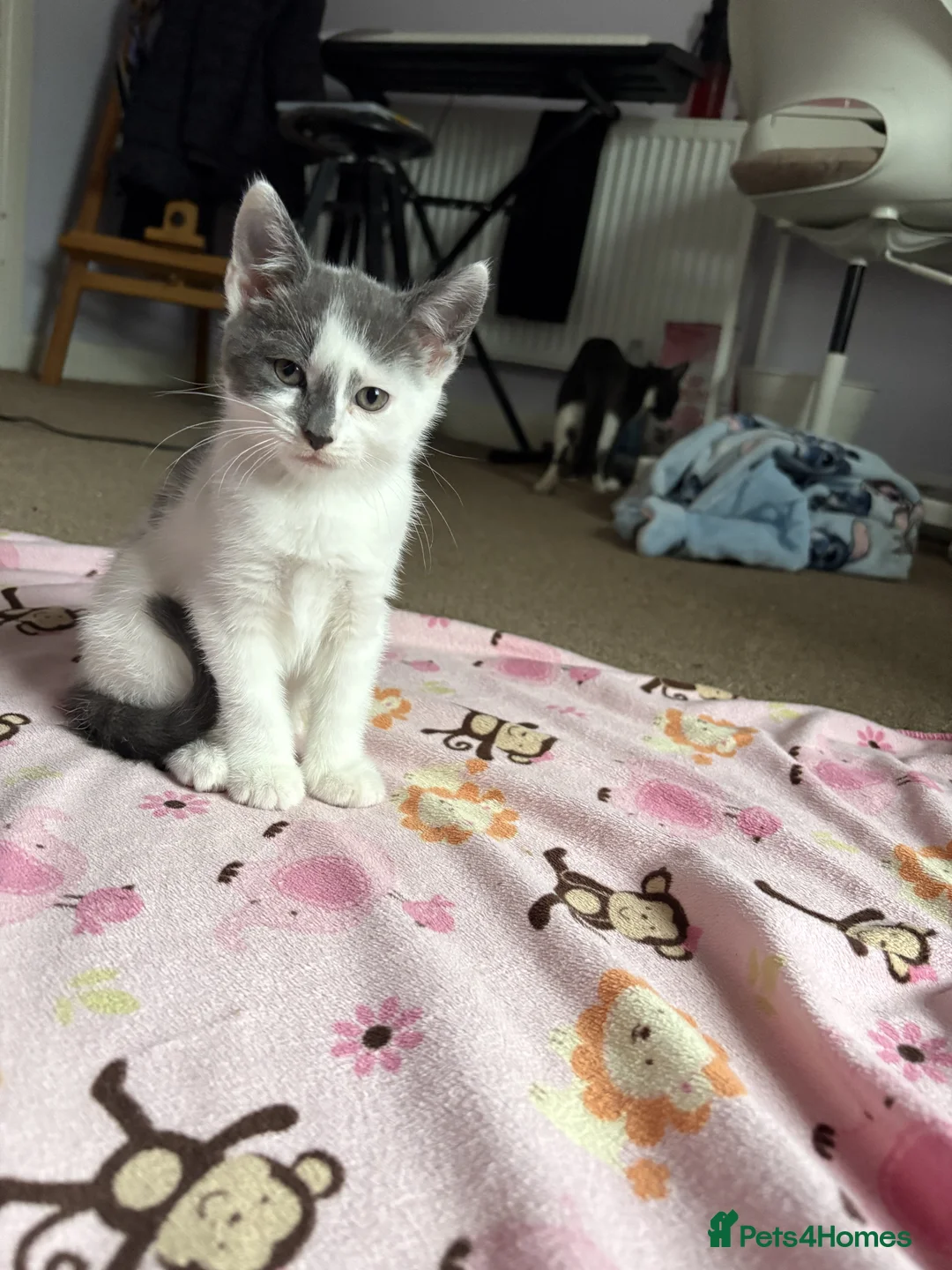 Mixed Breed cats for sale: Kittens - Advert 4