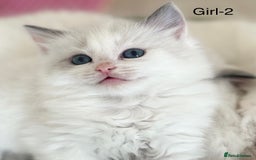 Ragdoll cats for sale: Beautiful Ragdoll kittens from Champion lines - Image 4