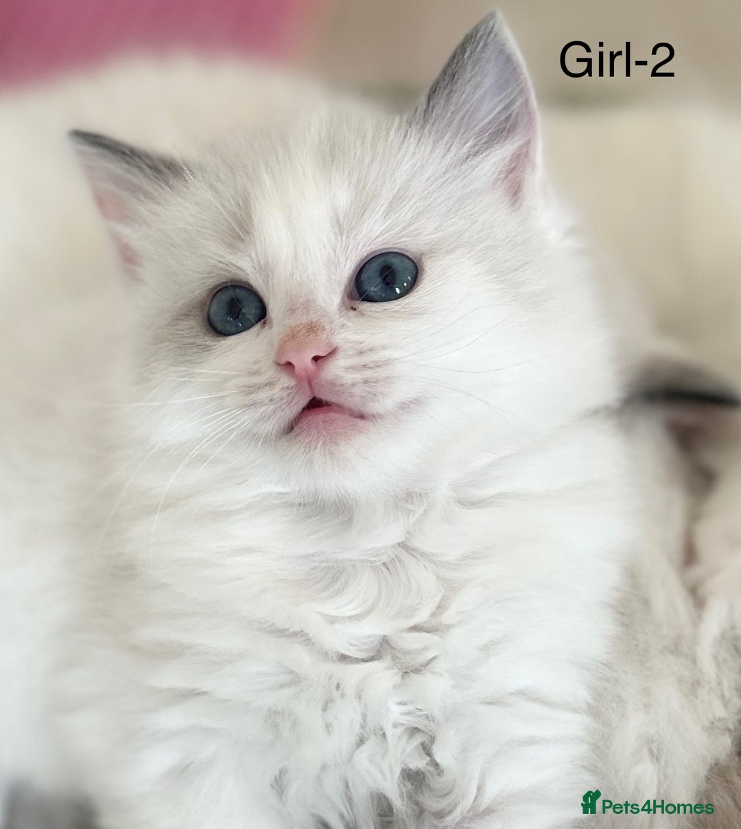 Ragdoll cats for sale: Beautiful Ragdoll kittens from Champion lines - Image 4