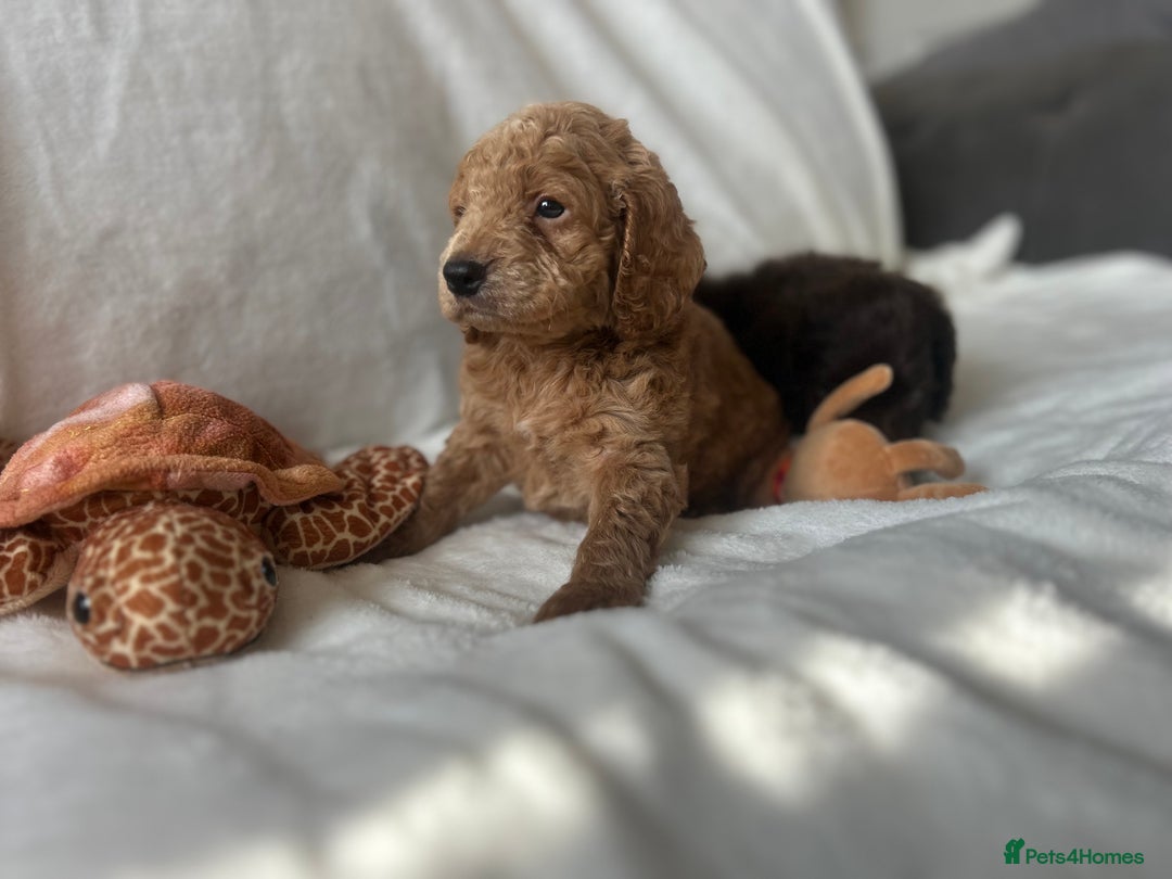 Cockapoo dogs for sale: beautiful toy cockapoo - Image 19