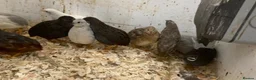 Finches birds for sale: Zebra finch, Chinese painted quail and star finch - Advert 6