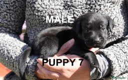 Labrador Retriever dogs for sale: Labrador retrievers chocolate and black KC reg - Image 15