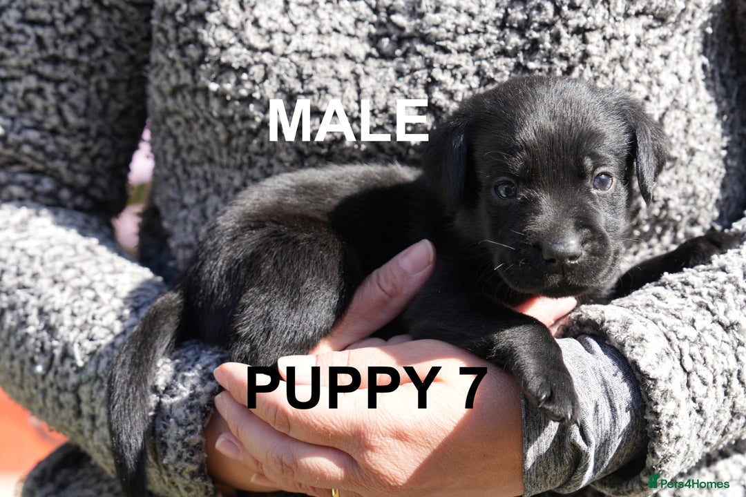 Labrador Retriever dogs for sale: Labrador retrievers chocolate and black KC reg - Image 15
