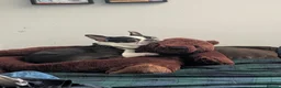 Boston Terrier dogs for stud: Harley - Boston Terrier - 7 Years Old in Stockton-on-Tees - Advert 2