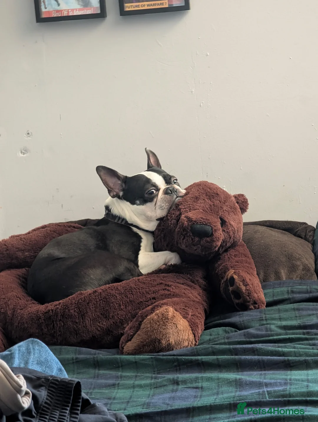 Boston Terrier dogs for stud: Harley - Boston Terrier - 7 Years Old in Stockton-on-Tees - Advert 2