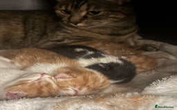 Domestic Shorthair cats for sale: Three Male kittens 🐱  - Image 8