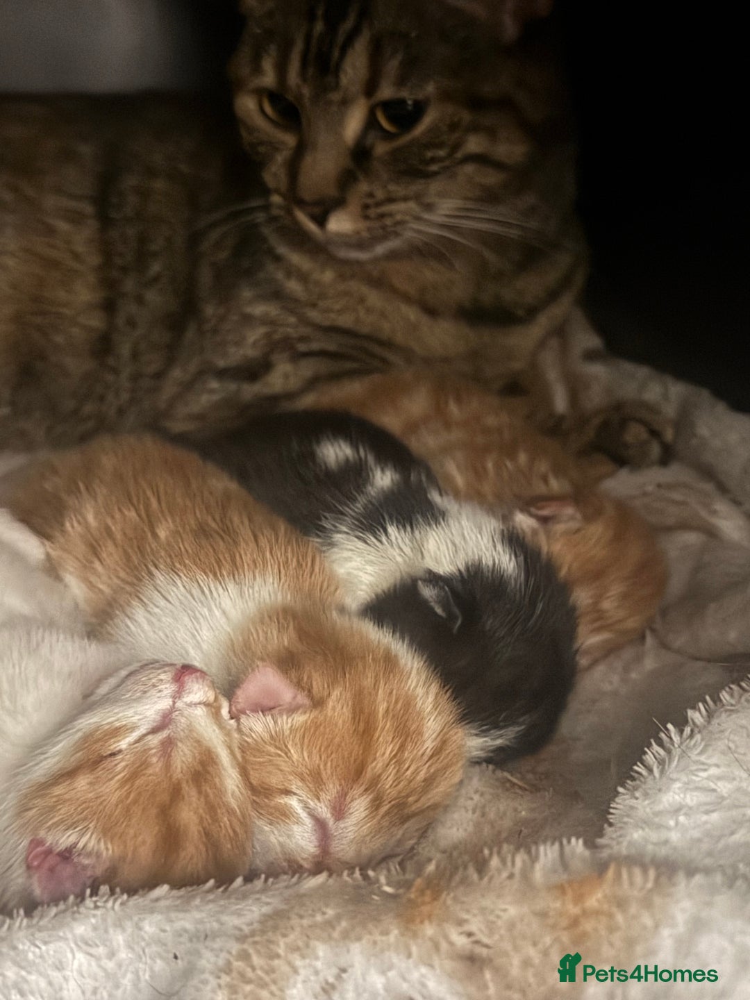 Domestic Shorthair cats for sale: Three Male kittens 🐱  - Image 8